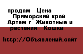 продам › Цена ­ 1 000 - Приморский край, Артем г. Животные и растения » Кошки   